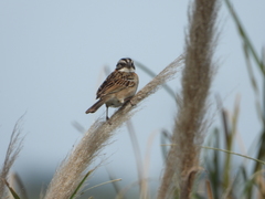Zonotrichia capensis