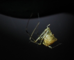 Chrysso lingchuanensis