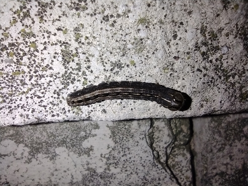 Sovice (Noctuidae)