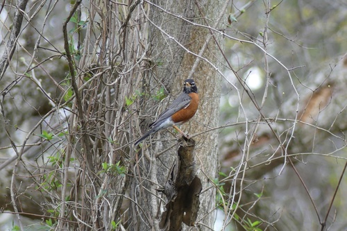 American Robin photographed in West Virginia