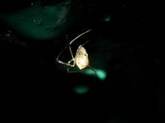 Chrysso lingchuanensis