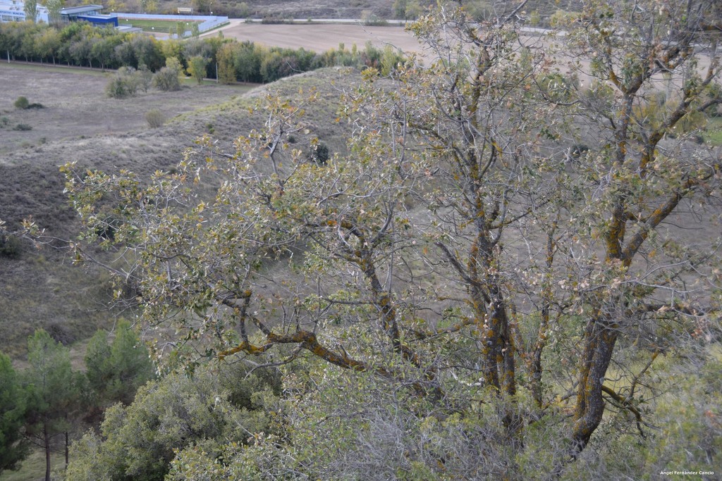 Quercus faginea y en la base Quercus coccifera