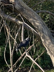 Corvus monedula