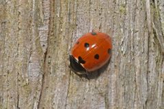 Coccinella septempunctata