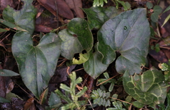 Asarum albomaculatum