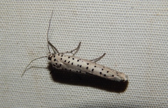 Yponomeuta fumigatus