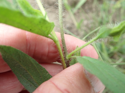 Image of Ipomoea crassipes by no rights reserved