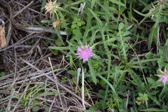 Centaurea × pouzinii