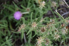 Centaurea × pouzinii