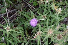 Centaurea × pouzinii
