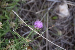Centaurea × pouzinii
