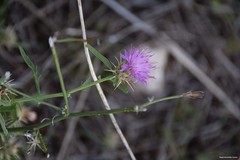 Centaurea × pouzinii