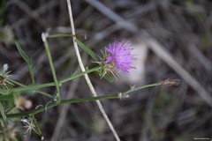 Centaurea × pouzinii