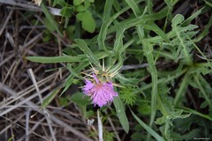 Centaurea × pouzinii