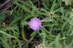 Centaurea × pouzinii