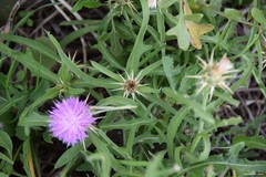 Centaurea × pouzinii