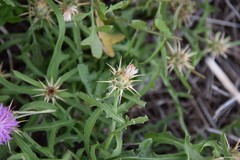 Centaurea × pouzinii