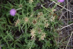Centaurea × pouzinii