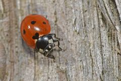 Coccinella septempunctata