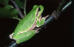 Hyla sarda