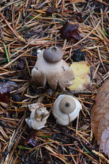 Geastrum striatum