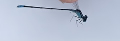 Pseudagrion nigrofasciatum