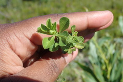 Psoralea bracteolata