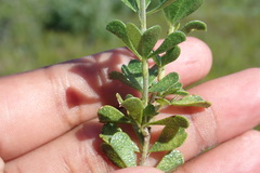 Psoralea bracteolata