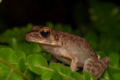 Pulchrana baramica