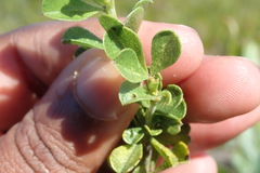 Psoralea bracteolata