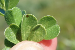 Psoralea bracteolata