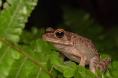Pulchrana baramica