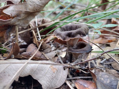 Craterellus fallax image
