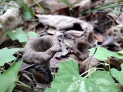 Craterellus fallax image