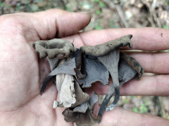 Craterellus fallax image