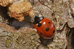 Coccinella septempunctata