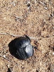 Scarabaeus cicatricosus