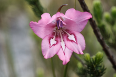 Gladiolus ornatus