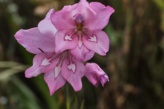 Gladiolus ornatus