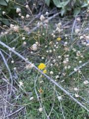 Lessingia glandulifera