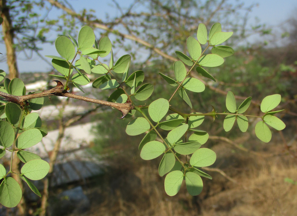 knobthorn (Magnoliopsida (Dicots) of the Mfolozi River catchment, South ...