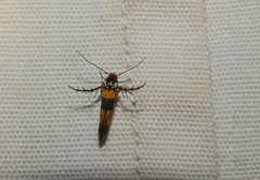 Stathmopoda luminata