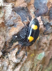 Episcapha xanthopustulata