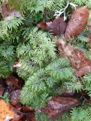 Hylocomium splendens