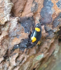 Episcapha xanthopustulata