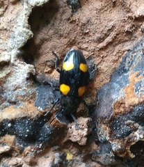 Episcapha xanthopustulata