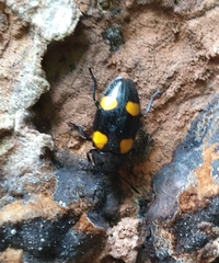 Episcapha xanthopustulata