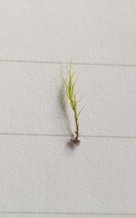 Flexitrichum gracile