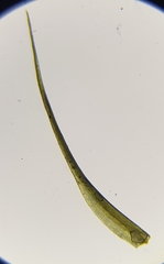 Flexitrichum gracile