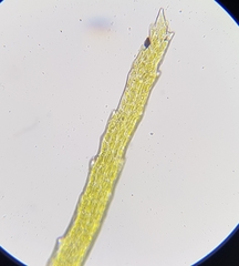 Flexitrichum gracile